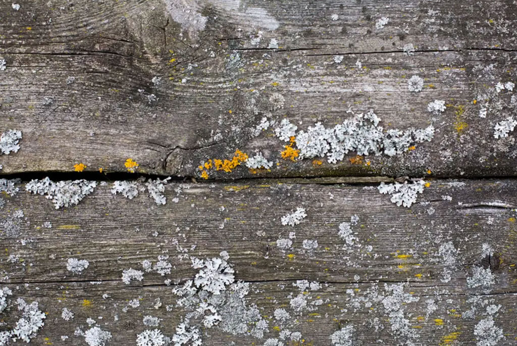 🎨چرا رنگ چوب سفیدک می‌زند؟